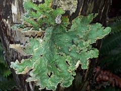 Yarrumia colensoi