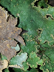 Yarrumia colensoi