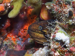 Gymnothorax breedeni