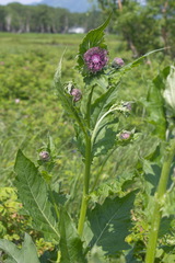 Cirsium kamtschaticum