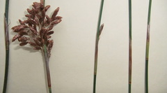 Thamnochortus erectus