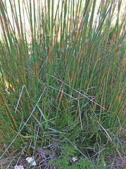 Thamnochortus erectus