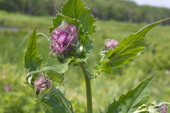 Cirsium kamtschaticum