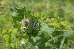 Cirsium kamtschaticum