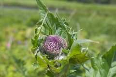 Cirsium kamtschaticum