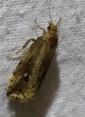 Endothenia quadrimaculana
