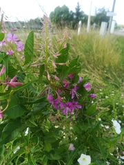 Chamaenerion angustifolium