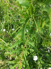 Chamaenerion angustifolium