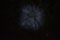 Cerberus schneiderii