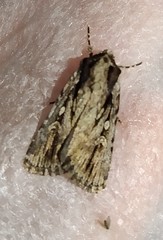 Dichagyris signifera