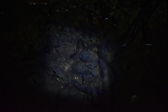 Cerberus schneiderii