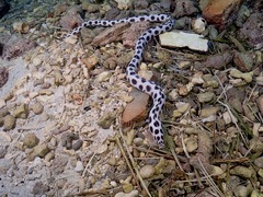 Myrichthys maculosus