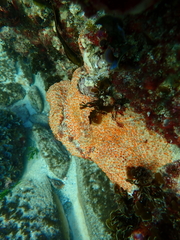 Styelidae