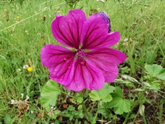 Malva sylvestris mauritiana