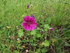 Malva sylvestris mauritiana