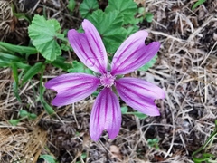 Malva sylvestris sylvestris