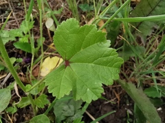 Malva sylvestris mauritiana