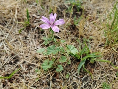 Malva sylvestris sylvestris