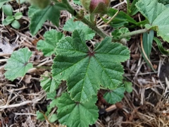 Malva sylvestris sylvestris