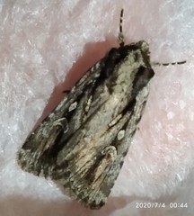 Dichagyris signifera
