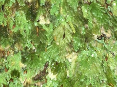 Catharomnion ciliatum