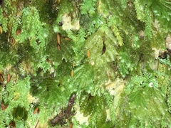 Catharomnion ciliatum