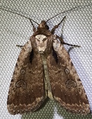 Eueretagrotis attentus