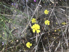Crocanthemum aldersonii
