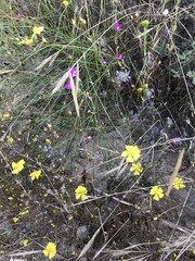 Crocanthemum aldersonii