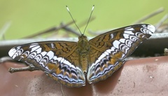 Lebadea martha parkeri