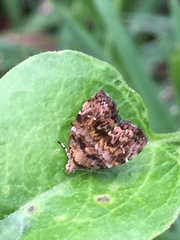 Choreutis hyligenes