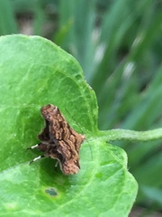 Choreutis hyligenes