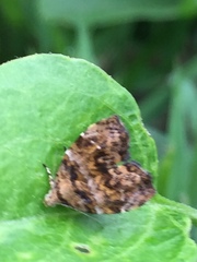 Choreutis hyligenes