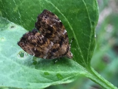 Choreutis hyligenes