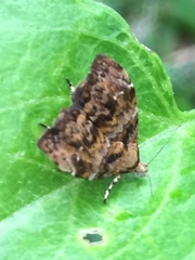 Choreutis hyligenes