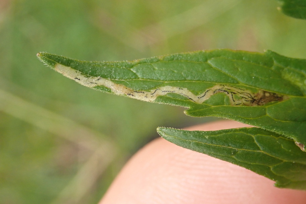Liriomyza valerianae