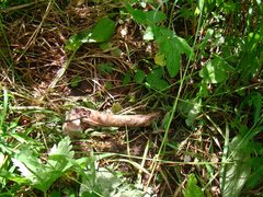 Capreolus