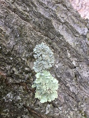 Hypotrachyna showmanii