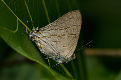 Hypolycaena philippus