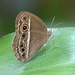 Mycalesis visala phamis - Photo 由 ramesh-birding-butterflying 所上傳的 (c) ramesh-birding-butterflying，保留部份權利CC BY-NC