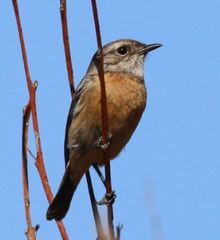 Saxicola torquatus