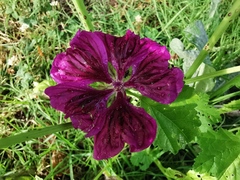 Malva sylvestris mauritiana