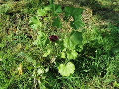 Malva sylvestris mauritiana