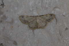 Idaea trigeminata