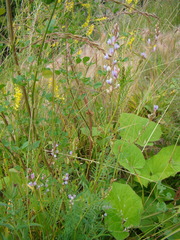 Astragalus sulcatus