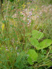 Astragalus sulcatus