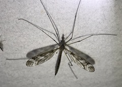 Tipula trivittata