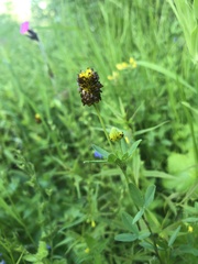 Trifolium spadiceum