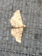 Gymnoscelis esakii