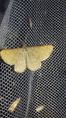 Isturgia murinaria